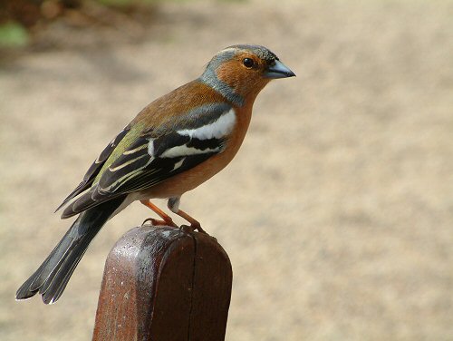 Male chaffinch