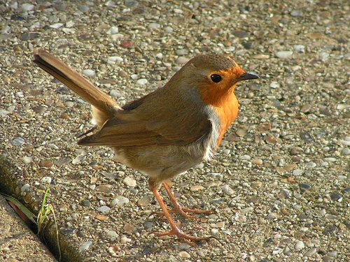 Robin in typical jaunty pose