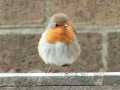 Robin on garden fence