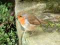 Robin on garden fence