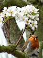 Robin amongst pear blossom