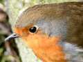 Robin; extreme close-up