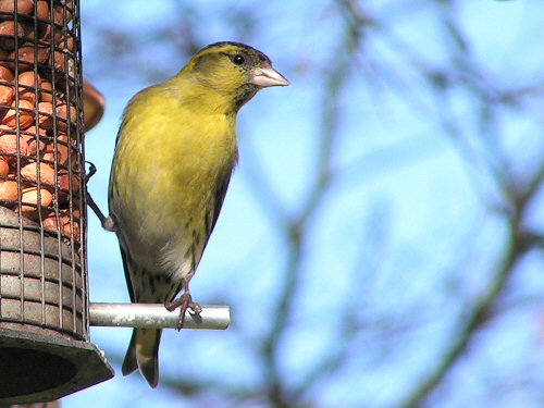 Siskin at peanut feeder