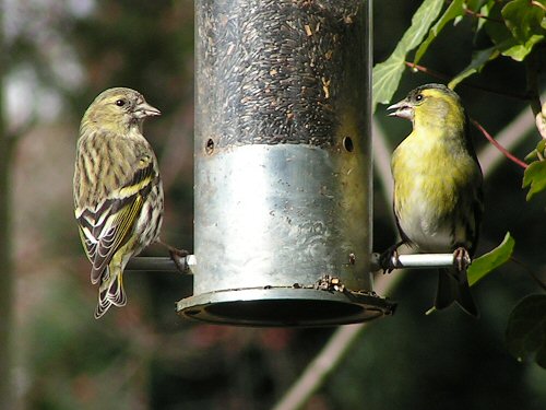 Male and female siskin at nyger feeder