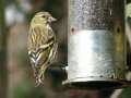 Close-up of female siskin at nyger feeder