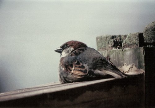 Male house sparrow on nest box