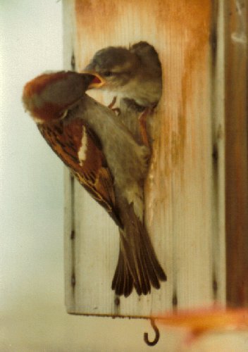 Male house sparrow at nest box