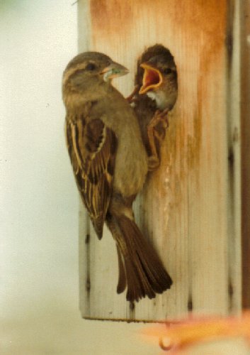 Female house sparrow at nest box