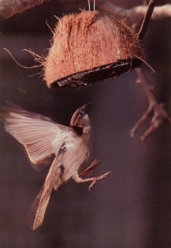 Male house sparrow at peanut feeder