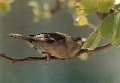Female house sparrow in dappled shade