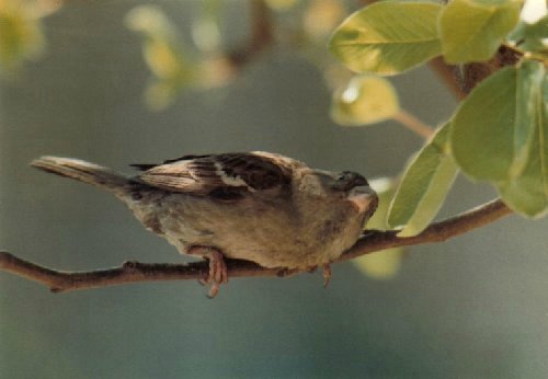 Female house sparrow in dappled shade