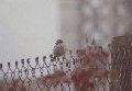 House sparrow on a misty morning