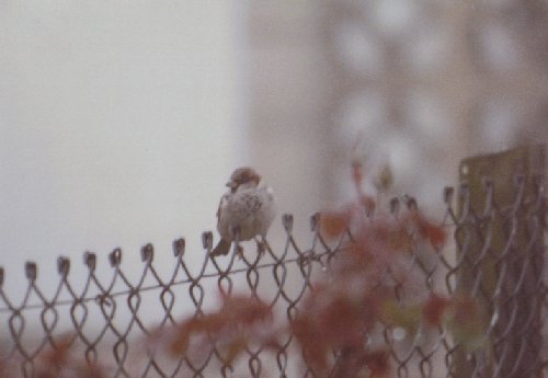 House sparrow on a misty morning