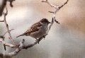 Male house sparrow in winter