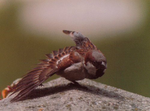 Male house sparrow stretching