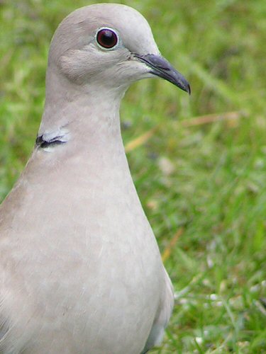 Collard dove close-up