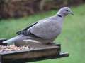 Collard dove