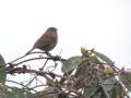 Dunnock singing