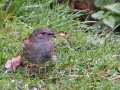 Dunnock