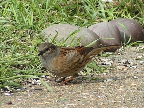 Dunnock in sunshine