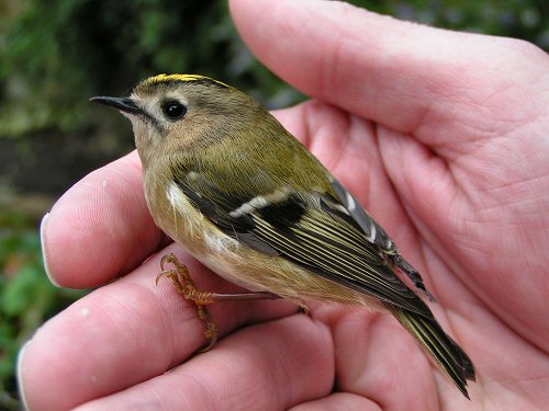 goldcrest-041013.JPG