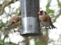 Goldfinches at Nyjer feeder