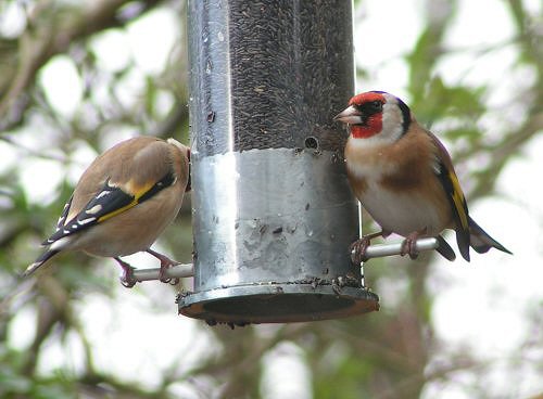 Goldfinches at Nyjer feeder