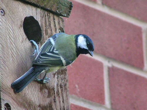 Great tit at a nestbox