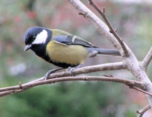 Great Tit