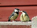 Great tit feeding fledgling