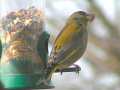 Male greenfinch at feeder