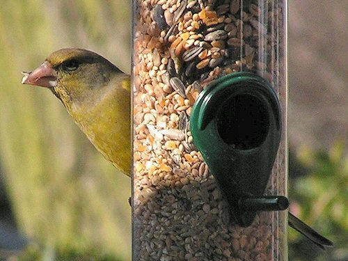 Greenfinch at feeder