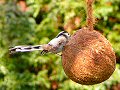 Long-tailed tit on coconut