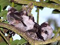 Long-tailed tit fledglings