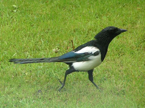 Magpie