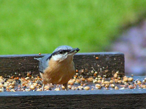 Nuthatch with sunflower seed