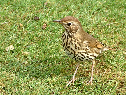 Song thrush