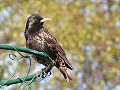 Adult starling