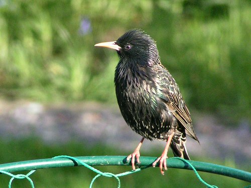 Adult starling