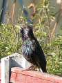 Starling on garden fence