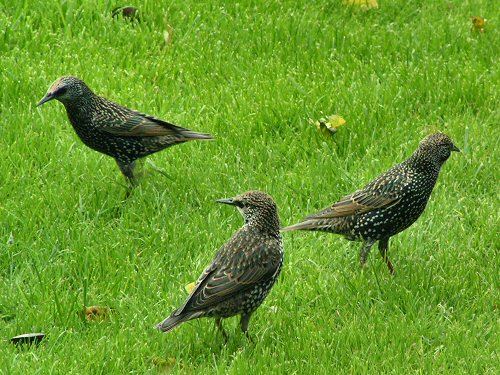 Starlings on lawn