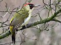 Male Green Woodpecker
