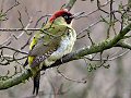 Male Green Woodpecker