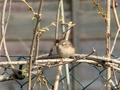 Wren