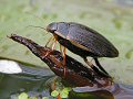 Basking water beetle