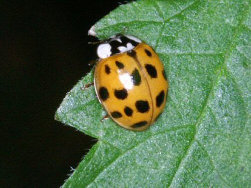 Harlequin ladybird