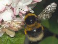 Garden bumblebee in flight