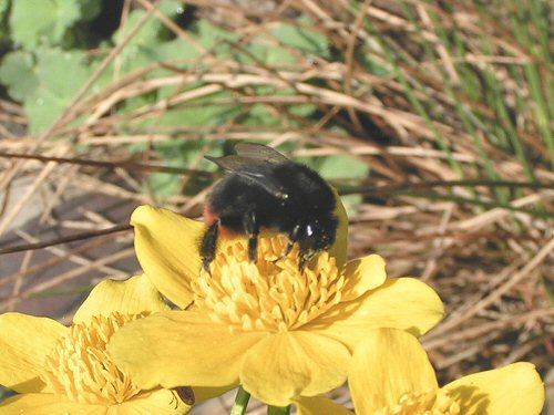 Red-tailed bumblebee