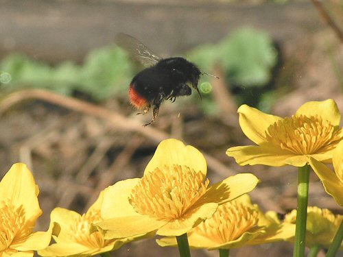 Red-tailed bumblebee in flight
