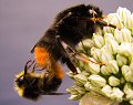 Mating red-tailed bumblebees